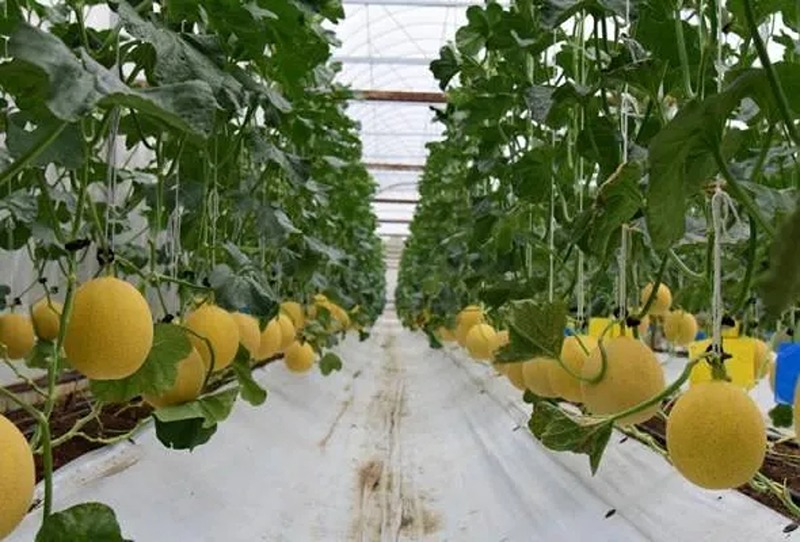 hami-highlight-event-fama-mardi-visit-01