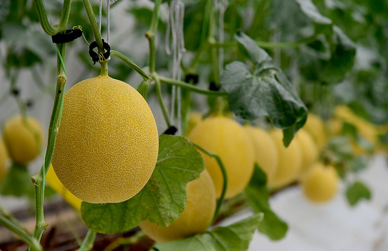 hami-highlight-event-fama-mardi-visit-05