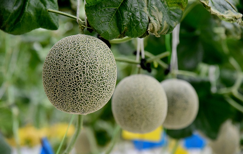 hami-highlight-event-fama-mardi-visit-07